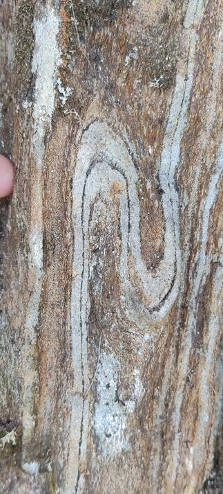 A view of a banded rock surface with stripes of pale and dark rock, each about the width of a finger. The central pale stripe shows a striking Z-shaped fold, but the others are straight up-and-down in the picture