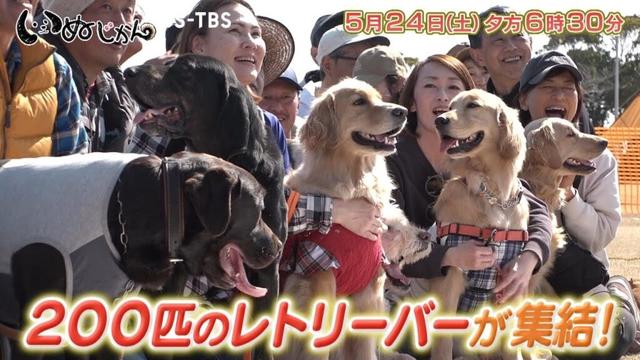 5/24(土)「いぬじかん」A.B.C-Z塚田僚一が大型犬との生活を語る！…レトリーバーが大集結するイベントへ！愛犬と一緒に自転車で走るバイクジョアリングも紹介