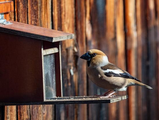 Kernbeißer inspiziert einen Eichhörnchen-Nußspender