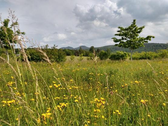 Gelb blühende Frühlings Wildwiese. Im Hintergrund Landschaft sächsische Schweiz.