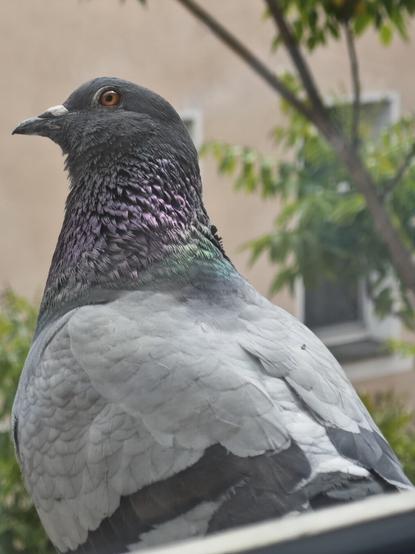 Eine Taube sitzt auf einer Fensterbank