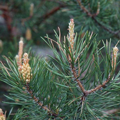 Vermutlich eine Waldkiefer (Pinus sylvestris). Mehrere Triebe einer Kiefer mit dichten, dunkelgrünen Nadeln und jungen, gelblich-grünen männlichen Zapfen. Die Zapfen stehen aufrecht an den Triebspitzen und sind teilweise von rötlichen Schuppen umgeben. Die Zweige sind in verschiedene Richtungen verzweigt und zeigen typische Knospenansätze.