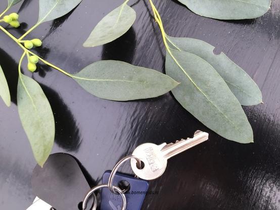 blad-leaf-blatt-feuille-hoja