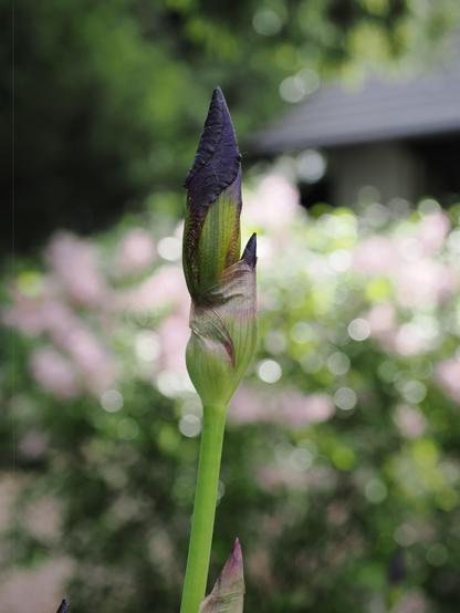 The image shows a close-up of an iris bud. The flower is not yet bloomed, and the tall green stem supports a tightly closed purple bud. The background consists of blurred greenery and light spots, likely sunlight filtering through leaves, creating a bokeh effect.