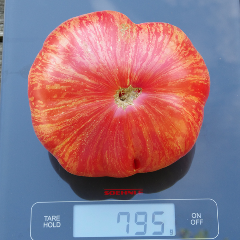 Rot und gelb gestreifte Tomate auf der Waage.