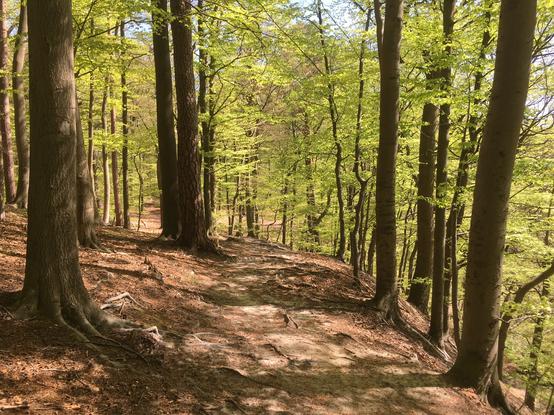 Sunlight is filtering thru  leaves of beech trees ... a footpath runs on top of the bluff ...