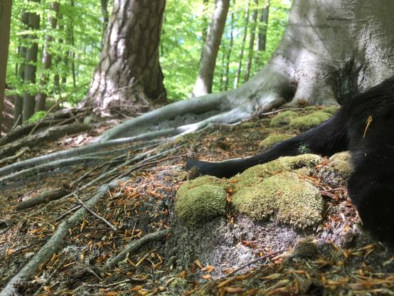 Lillis back beside the roots of a tree, her tail rests on dry moss