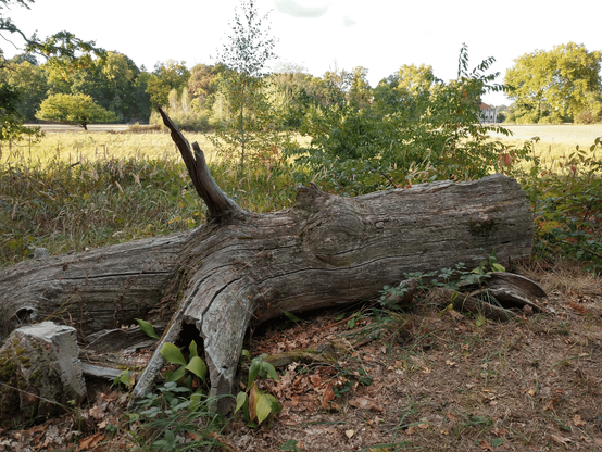 An old tree trunk lies flat on a slighty parched meadow. The log is about large human sized but much thicker, from an old tree and visibly withered. It lies left to right without direct sunshine on it int he foreground, while in mid distance the wide open meadow is visibly basked in sunlight. On its far part of an old building is visible, hidden by the log and bushes. The sky is bright with clouds here and there.