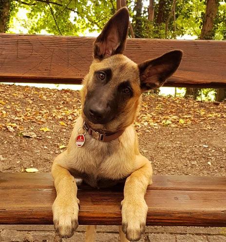 Belgischer Schäferhund Malinois