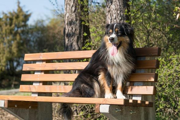 Australian Shepherd