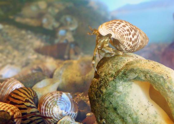 On the right, a green and brown hermit crab stands on top of a large, whitish whelk shell. He wears a brown and white mud snail shell, clean and new-looking. Below him, on the floor, lie a mix of shells, all but one unoccupied. There are more of the mudsnail shells, long and narrow, some brown and white, a couple dark brown. There's an oval, white shell, and an exotic; an orange shell striped with black (this one purchased from a pet store).
Background; water, and more shells, blurred by the water currents.