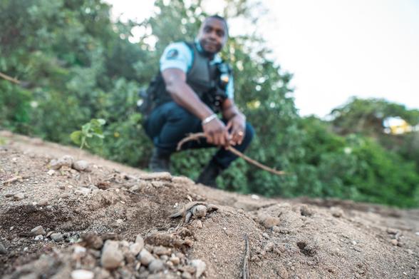 Un gendarme observe une petite tortue sur une plage