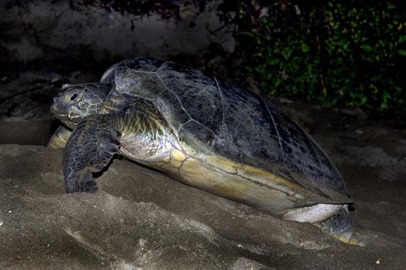 Photographie d'une tortue marine