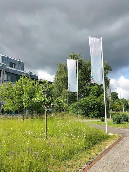 Außengelände der NUA: Eine Wildwiese vor Verwaltungsgebäuden, im Vordergrund zwei Fahnen mit NUA-Logo