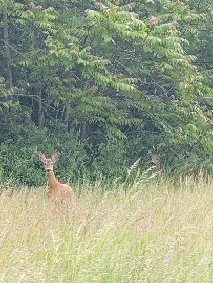 Foto von zwei braunen Rehen, die neugierig aus einem Wald heraus schauen. Sie stehen in hohem Gras, das linke Reh ist weiter vorne, das rechte ein wenig weiter hinten.