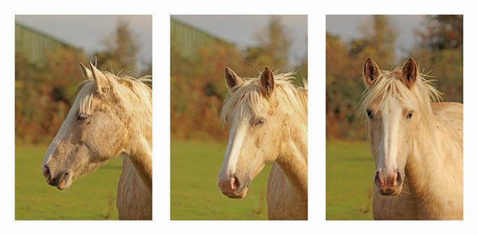 a three part set of photos of a white horse take seconds apart as it turned its head to look at the photographer