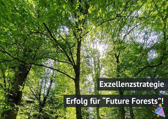 Die Forschungsinitiative Future Forests der Uni Freiburg und der FVA BW wurde als Exzellenzcluster ausgezeichnet. (Foto: FVA BW/Mahlau)