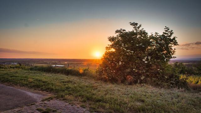 Sonnenaufgang über dem Rheintal und dem Odenwald, mit einem Holunderbusch im Vordergrund
