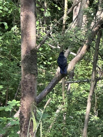 A crow sitting on a branch in a wood