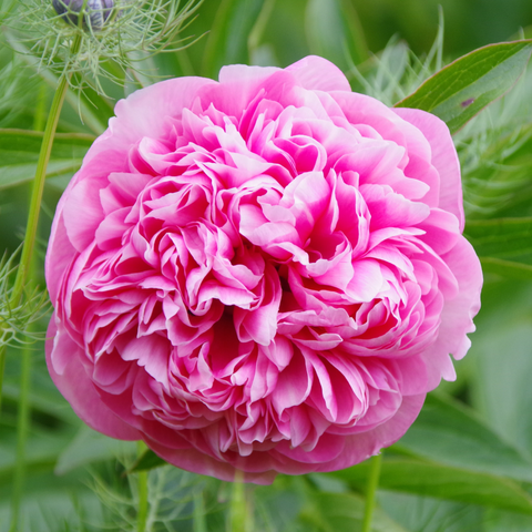 Runde, stark gefüllte, pinkfarbene Blüte.