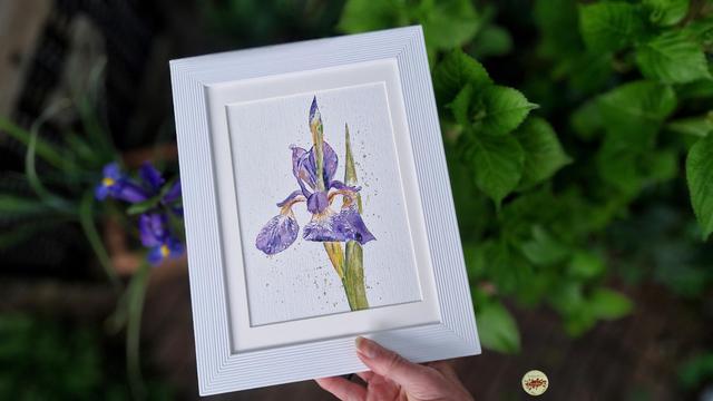 Gerahmte Illustration lila iris daneben eine echte einer anderen varietät