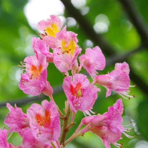 Blütenstand mit rosa Blüten und gelben oder rotem Saftmal.