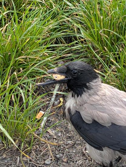 Nahaufnahme einer grau-schwarzen Nebelkrähe, die in einer Wiese steht. Sie ist nach links gedreht und hat eine ganze Erdnuss samt Schale im Schnabel. Der obere Teil des Schnabel ist ungefähr bei der Mitte abgebrochen.
