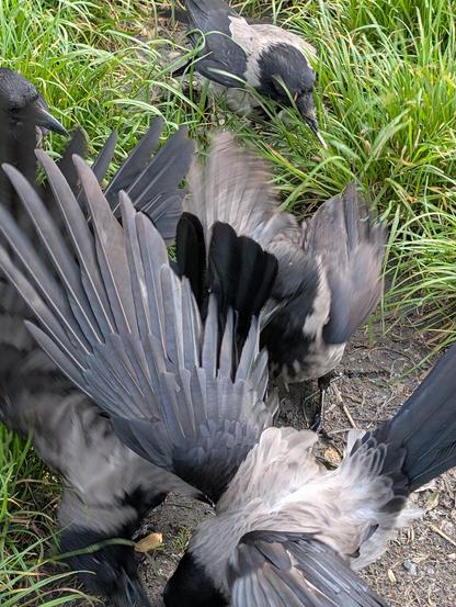 Foto mehrerer grau-schwarzer Nebelkrähen, die sich alle gleichzeitig auf ein paar Erdnüsse stürzen, die in einer Wiese liegen. Die Bildmitte besteht fast nur aus Flügeln und Krähenkörpern, die sich um die Nüsse streiten.