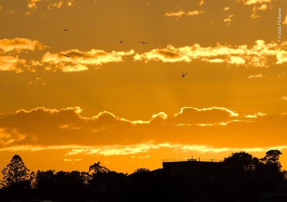 A brilliant orange sunrise backlights and illuminates lines of cloud low on the horizon, while a small flock of birds is just visible in silhouette against the light. Below, a still black suburban skyline of trees and roofs is silhouetted against the blaze.