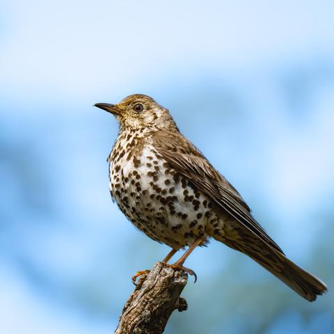 𝗣𝗶𝗰𝘁𝘂𝗿𝗲 𝗗𝗲𝘀𝗰𝗿𝗶𝗽𝘁𝗶𝗼𝗻 (𝗘𝗻𝗴): Photograph taken from below, which is not very good, of a Mistle Thrush perched on a dry branch silhouetted against the sky, which is not very good either.

𝗗𝗲𝘀𝗰𝗿𝗶𝗽𝗰𝗶𝗼́𝗻 (𝗘𝘀𝗽): Fotografía tomada desde abajo, lo cual no es muy bueno, de un Zorzal Charlo posado en una rama seca recortado contra el cielo, lo cual tampoco es muy bueno.
