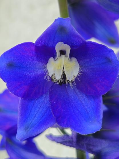 Deep blue to deep violet Delphinium blossom with with a hairy white center