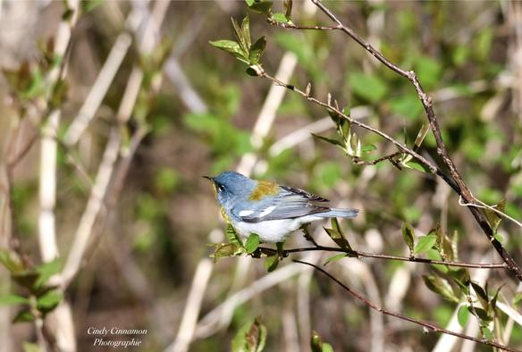 Paruline sur une branche. Photographie par Cindy Cinnamon