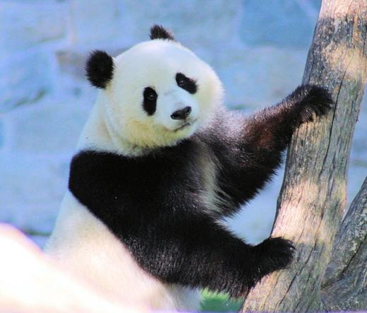 Giant panda Qing Bao is standing on her hind legs with her front paws resting on the climbing structure looking to see if Bao Li is watching her.