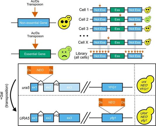 Schematic of TN-seq in C. neoformans. Top left: Transposon insertions (orange arrow) into nonessential genes results in viable cells. In contrast, insertions into essential genes will result in dead and nonrecoverable cells. Top right: TN-seq works by generating a library of cells where each cell has a single independent transposon insertion in a random location. As in A, those insertions into essential regions cause the cells to die and are nonrecoverable. As a result, the total library (bottom) is depleted in insertions in essential regions. Bottom: The Ac/Ds transposon was split into an Ac transposase and a Ds transposon containing a neomycin resistance marker. This Ds transposon was integrated into an intron of URA5 and the Ac transposase was integrated into the safe haven locus. The resulting stain is ura− and neomycin resistant. Upon initiating transposition via growth on galactose, the strain becomes URA+ and mutant at another locus (depicted here as YFG1).