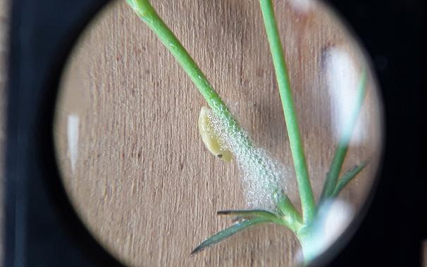 Close-up image taken through a magnifying glass, showing a small, pale green froghopper nymph nestled in a frothy foam mass on a green plant stem. The foam provides protection for the insect.