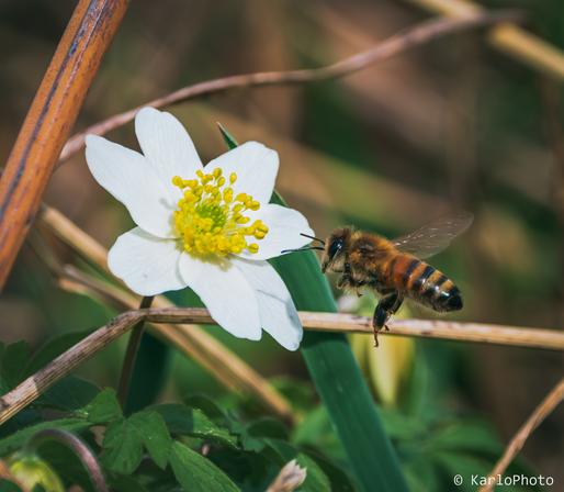 A bee buzzing a bit from a small white flower.