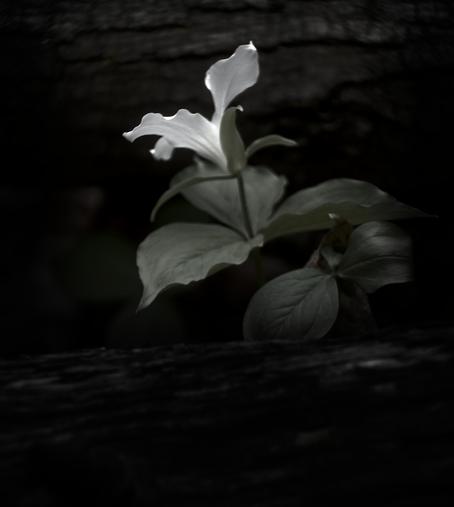 An almost square close up portrait of a single trillium, with a dark muted color palette, with the flower growing out from in between two fallen logs and the single white bloom turned to the left.