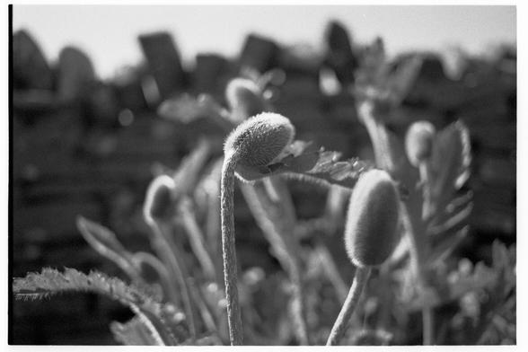 Some poppies getting ready to blossom