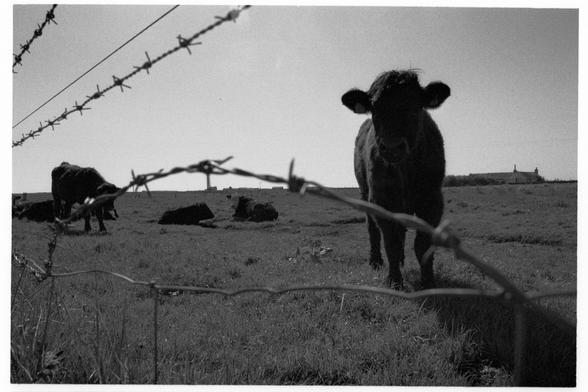 Curious cows the other side of a barbed wire fence