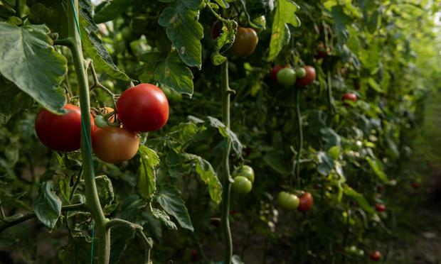Una imagen de archivo de una tomatera (Getty Images)