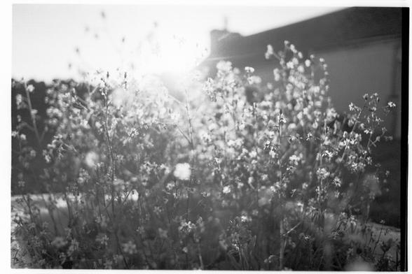 Some backlit tall skinny flowers in a bath
