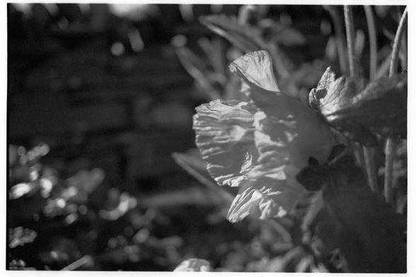 A poppy in blossom