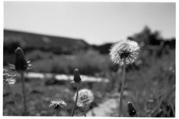A dandelion in seed