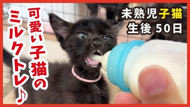 小さく生まれた子猫がミルクトレーニングを頑張る【保護猫】