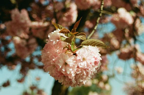 a ball of cherry blossom