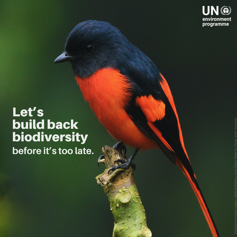 A black and bright orange bird