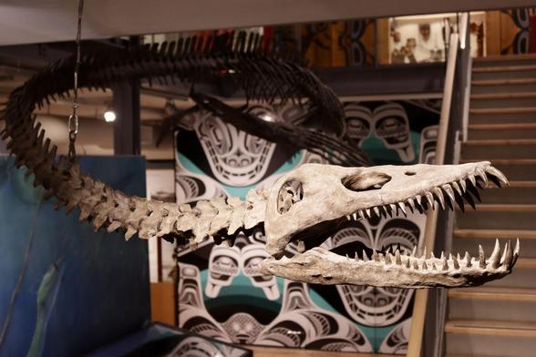 Skeleton of the elasmosaurid Traskasaura, with art of Native Pacific Northwest design in the background