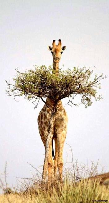 A giraffe behind a tall tree, seemingly trying to hide, yet still towering over it