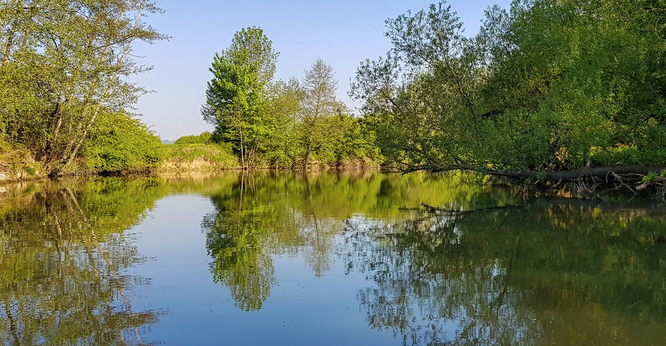 Photo of the Saône: a few trees on the bank reflected in the calm water.