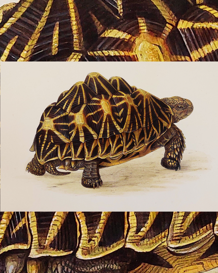 Schildkröte mit besonders gestaltetem Panzer
